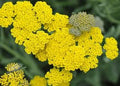 Yarrow Seeds 200 Pack, Yellow Flowering Perennial Herb, Achillea millefolium