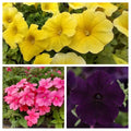 Spring Fresh Petunia Petchoa Verbena Combo - 288 Plugs - Easy Wave Navy Velour, Caliburst Yellow, Obsession Cascade Pink