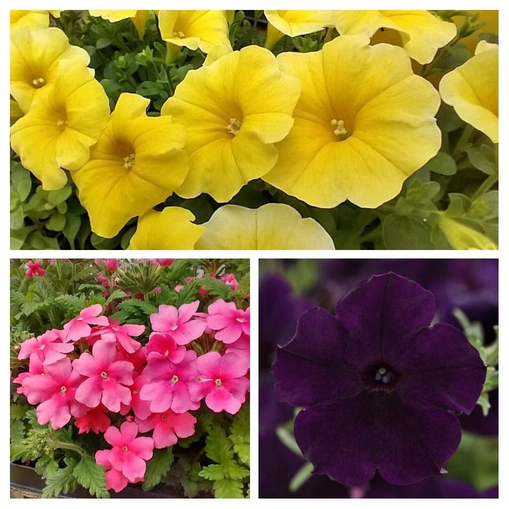 Spring Fresh Petunia Petchoa Verbena Combo - 288 Plugs - Easy Wave Navy Velour, Caliburst Yellow, Obsession Cascade Pink