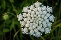 Queen Anne's Lace Seeds - 250 Count - Wildflower Seeds for Planting - Daucus carota