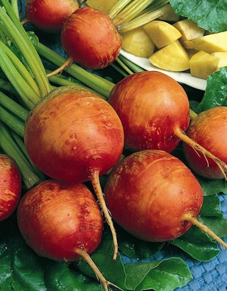 Golden Detroit Beet Seeds - Non-GMO Heirloom Seeds for Planting - Beta vulgaris - Shipping with Tracking