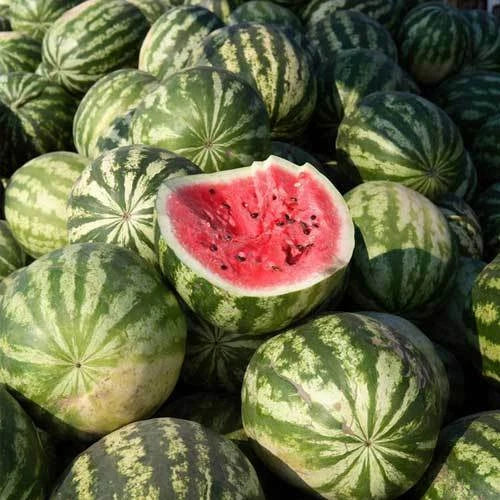 Crimson Sweet Watermelon Seeds - Heirloom NON-GMO - 25+ Fruit - Citrullus lanatus - Free Shipping