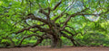 Live Oak Seeds - 5 Large Fresh Seeds - Quercus virginiana - Ideal for Planting