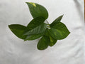 Golden Pothos Cuttings – 4 Healthy Rooted Cuttings – Easy Care Indoor Plant – Epipremnum aureum