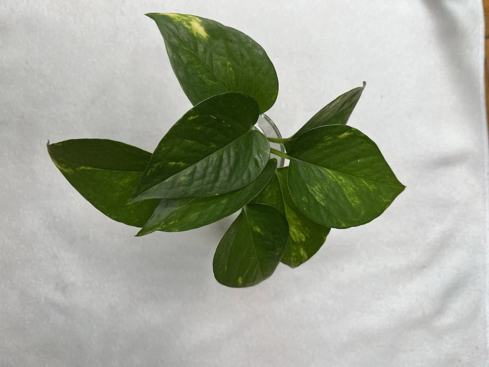 Golden Pothos Cuttings – 4 Healthy Rooted Cuttings – Easy Care Indoor Plant – Epipremnum aureum