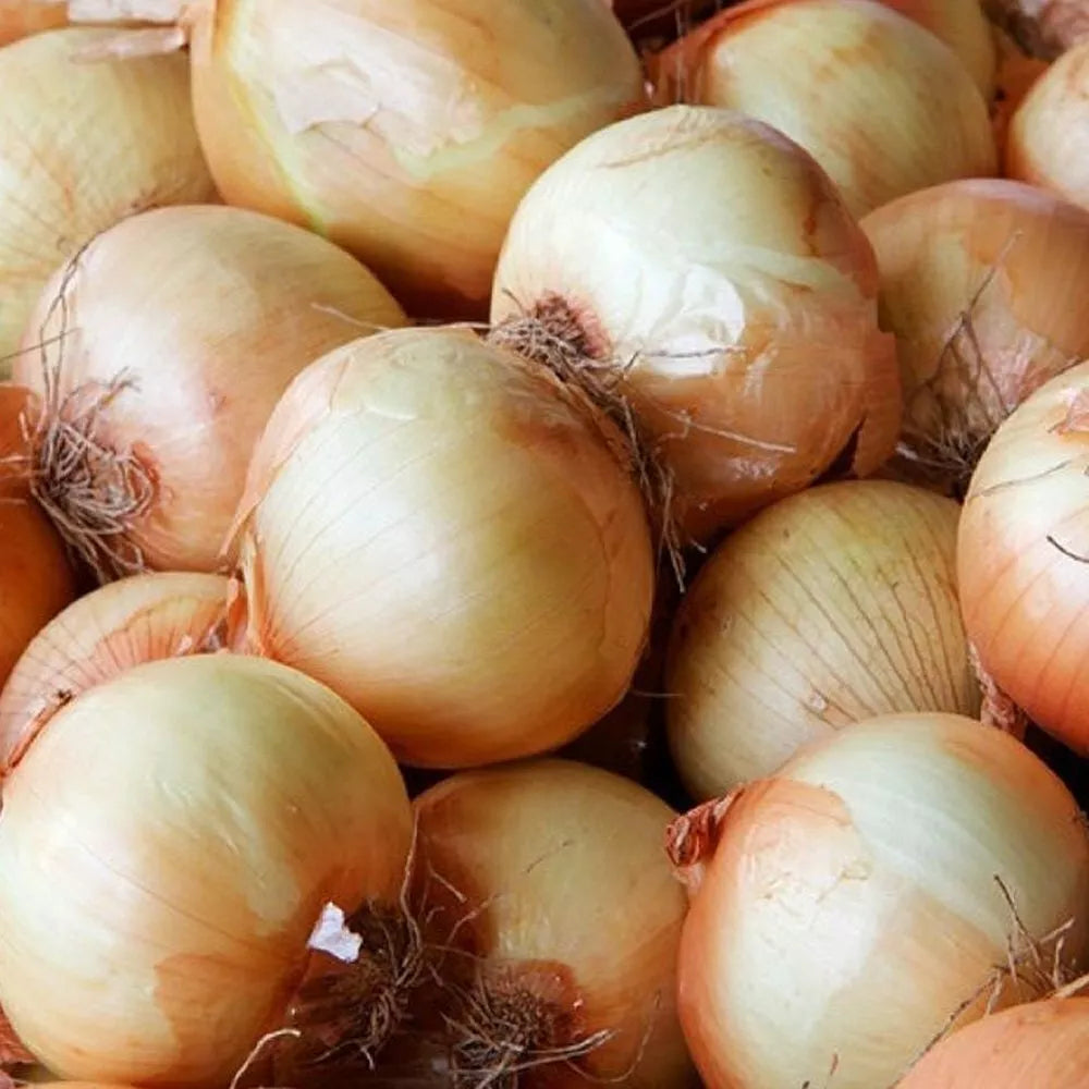Yellow Spanish Onion Seeds - 200+ Heirloom NON-GMO Sweet Vegetable Seeds - Perfect for Home Gardening