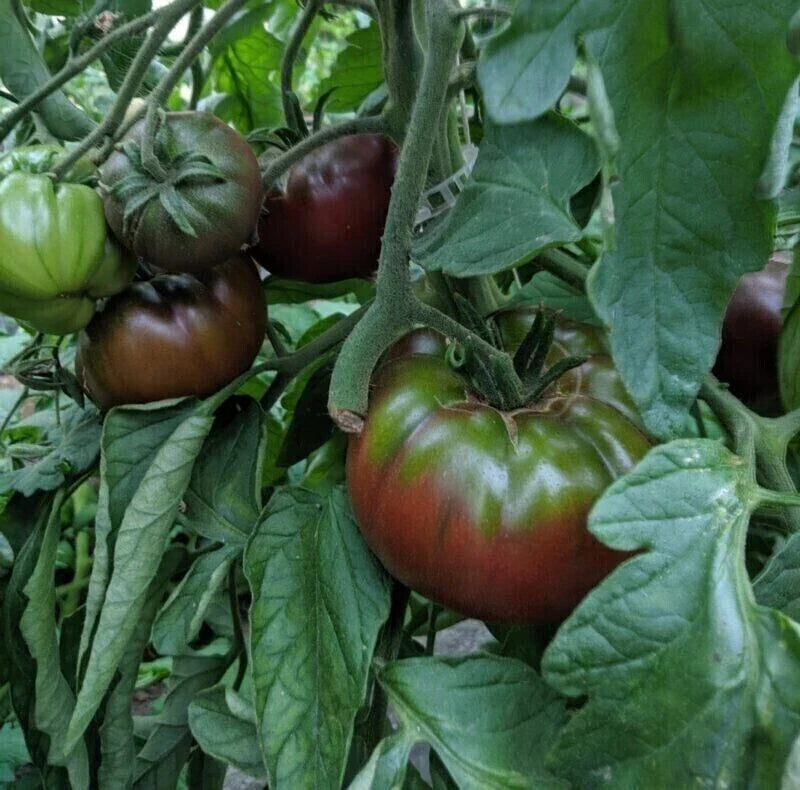 Russian Black Krim Tomato Seeds - 120+ Non-GMO Heirloom Seeds - Perfect for Home Gardening - Solanum lycopersicum