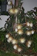 Queen of the Night Plant - Rooted in Pot - Night Blooming Cereus - Selenicereus grandiflorus