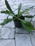 Live Culantro Plant 4" Pot with Soil Eryngium Foetidum Herb Garden