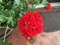 Geranium Cuttings 6 Mountie Red Pelargonium, Vibrant Red Foliage, Ideal for Gardens and Containers