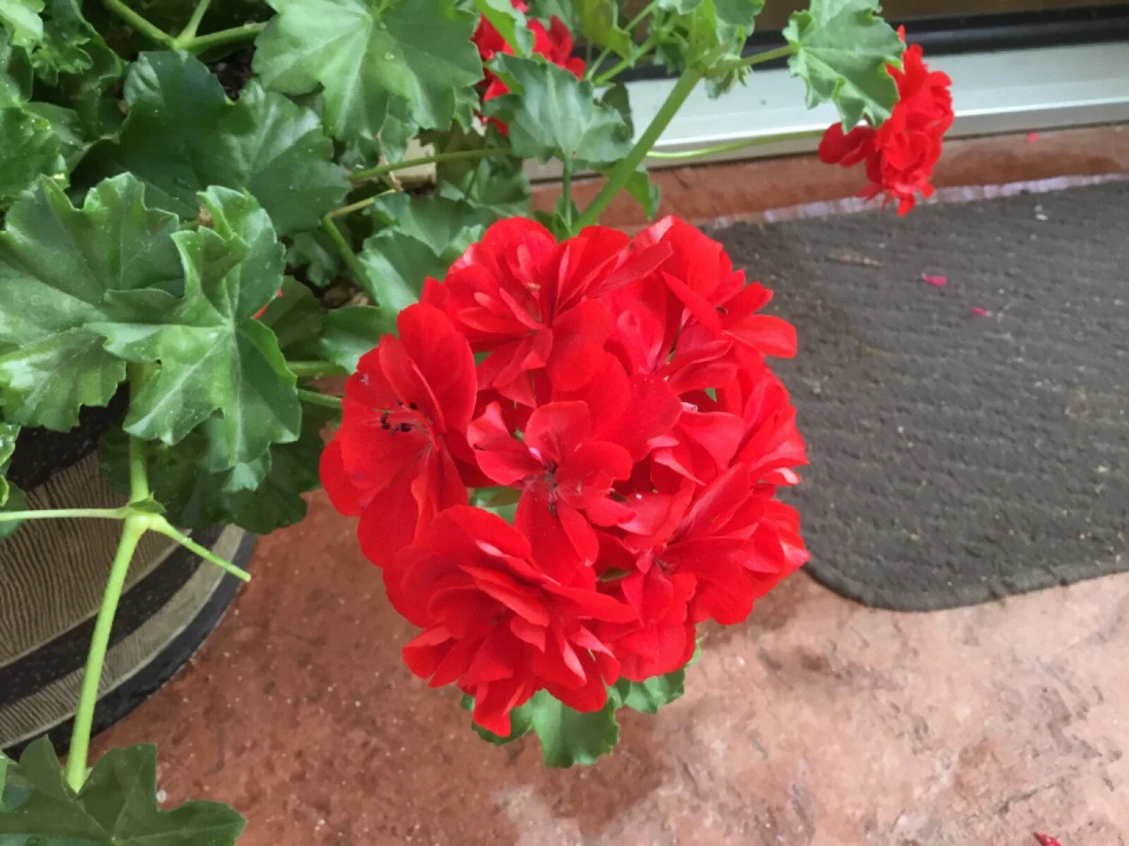 Geranium Cuttings 6 Mountie Red Pelargonium, Vibrant Red Foliage, Ideal for Gardens and Containers