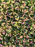 Alternanthera Ruby Slippers Rooted Plant 3" Pot