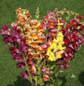 Snapdragon Seeds - 500 Count Tetra Mix Multi-Colored Blooms - Non-GMO - Antirrhinum majus