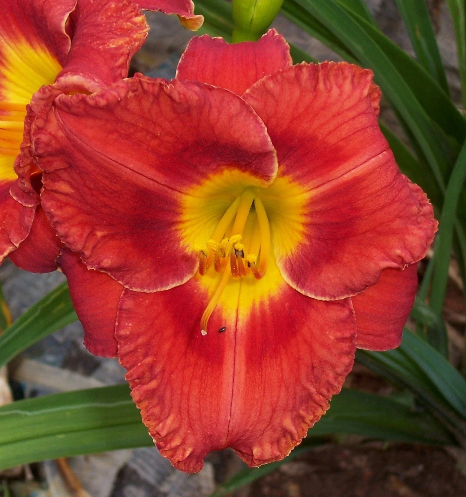 Daylily Plant - Perennial Flower - Yellow Blooms - Hemerocallis spp.