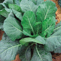 Collard Seed Packet - Champion Collards Fresh Seeds - Brassica oleracea