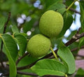 Live Black Walnut Tree - Well Rooted 1-Year-Old Plant 10"+ - Juglans nigra