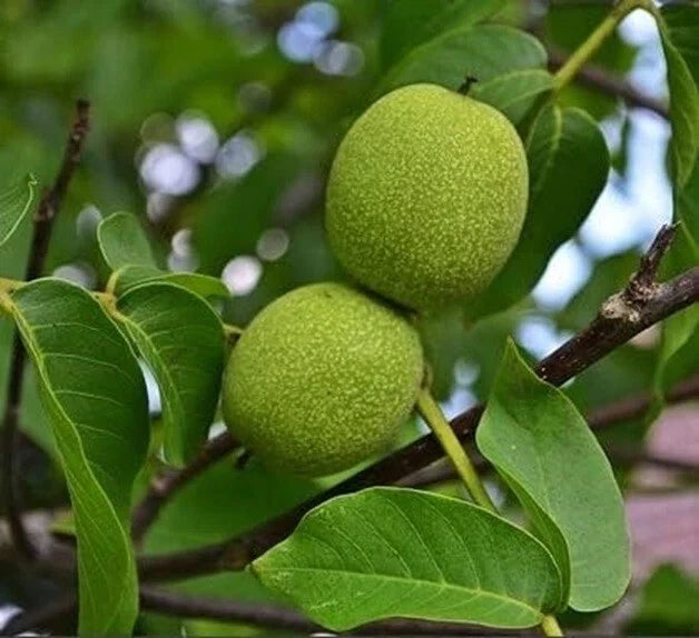 Live Black Walnut Tree - Well Rooted 1-Year-Old Plant 10"+ - Juglans nigra