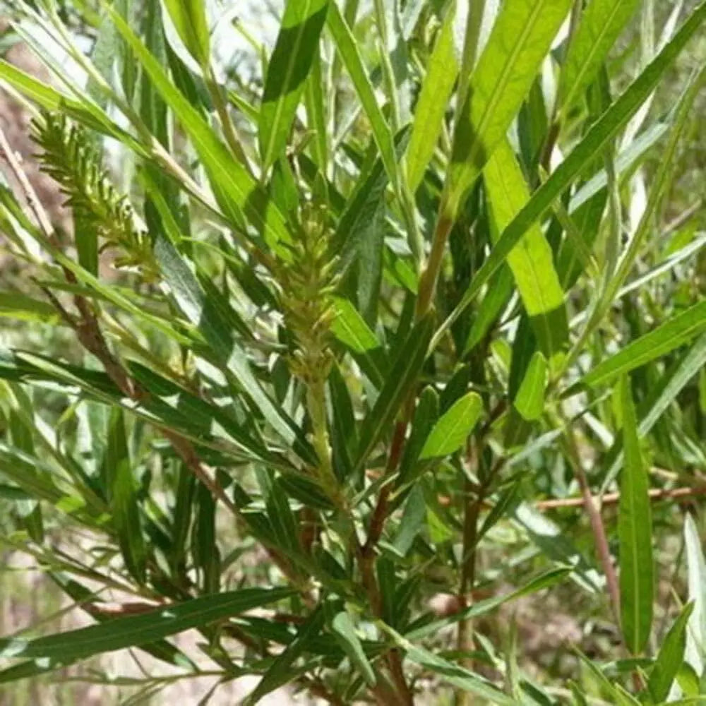 Sandbar Willow Cuttings 10 Pack Coyote Willow Salix exigua M4