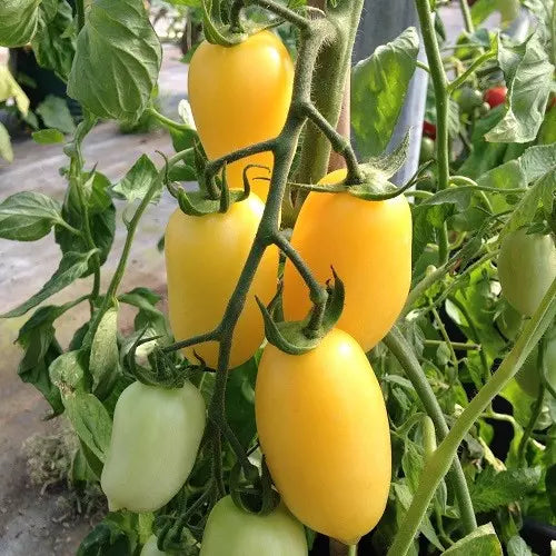 Cream Sausage Tomato Seeds - 120+ Heirloom Organic Non-GMO - Rare Variety