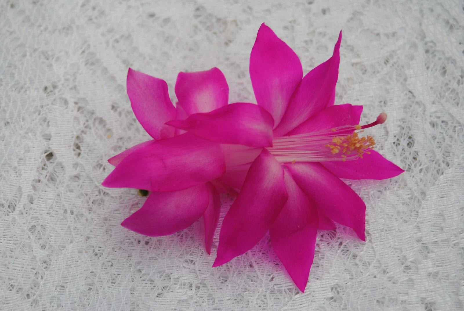 Christmas Cactus Starter Plant - Fortune Queen - Schlumbergera Truncata - Healthy Well-Rooted Small Plant