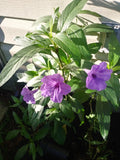 Purple Mexican Petunia Plants - 3 Live Well Potted - Active Blooming - Ruellia