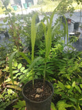 Green Sugarcane Plant in One Gallon Pot - Saccharum officinarum - Tropical Gardening, Edible Landscape