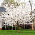 Yoshino Cherry Tree Seeds - 5 Pack - Flowering Ornamental Pink - Prunus x yedoensis