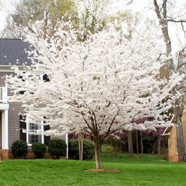 Yoshino Cherry Tree Seeds - 5 Pack - Flowering Ornamental Pink - Prunus x yedoensis