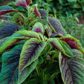 Red Leaf Amaranth Seeds - Amaranthus Tricolor - Spinach Greens for 2025 Planting