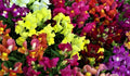Snapdragon Seeds Dwarf Mix - 1,000+ Non-GMO Flower Seeds - Antirrhinum majus