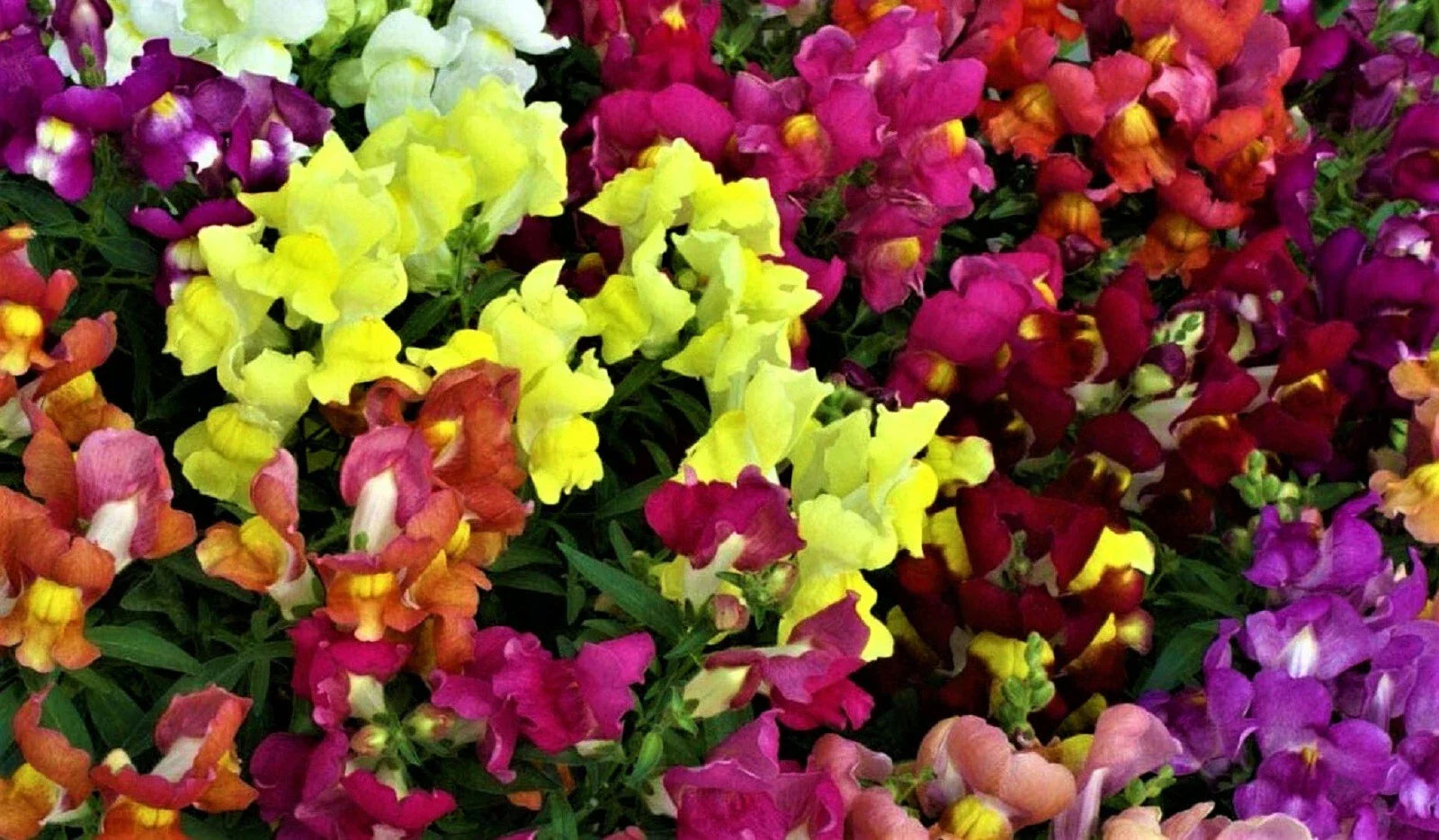 Snapdragon Seeds Dwarf Mix - 1,000+ Non-GMO Flower Seeds - Antirrhinum majus