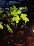 Ficus Tree Plant | Cold Hardy | Black Beers Fig | Ficus carica