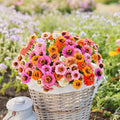 Dwarf Zinnia Seeds Mix - 100+ Button Box Variety - Perfect for Garden Planting - USA Grown