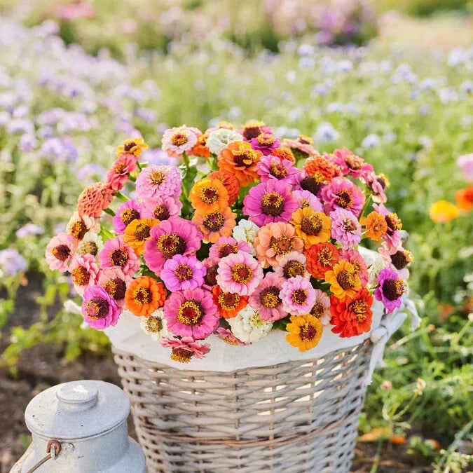 Dwarf Zinnia Seeds Mix - 100+ Button Box Variety - Perfect for Garden Planting - USA Grown