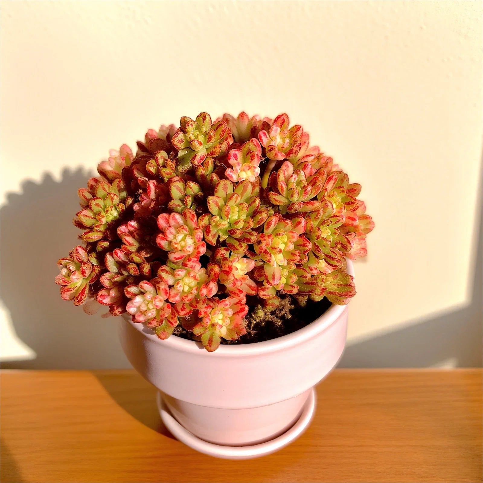 Rare Indoor Succulent Plants 3.2" Bare Root | Easy Care Live Succulents for Home Decor | Perfect Houseplants