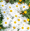 OX-EYE Daisy Seeds Pack - 100 to 1000 Seeds, Drought Tolerant Perennial for Pollinators, Leucanthemum vulgare