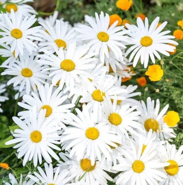 OX-EYE Daisy Seeds Pack - 100 to 1000 Seeds, Drought Tolerant Perennial for Pollinators, Leucanthemum vulgare