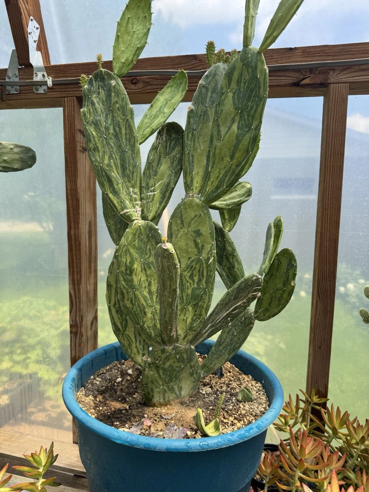 Velvet Opuntia Plants - Fast Growing Rooted Starts - Opuntia Tomentosa Salm Dyck - Desert Cactus Variety