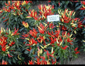 Ornamental Pepper Plant - 2 Inch Pot - Chilly Chili Variety - Capsicum annuum