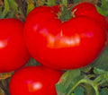 Delicious Tomato Seeds 50+ Non-GMO Seeds - Heirloom Variety - Perfect for Home Gardens - Solanum lycopersicum