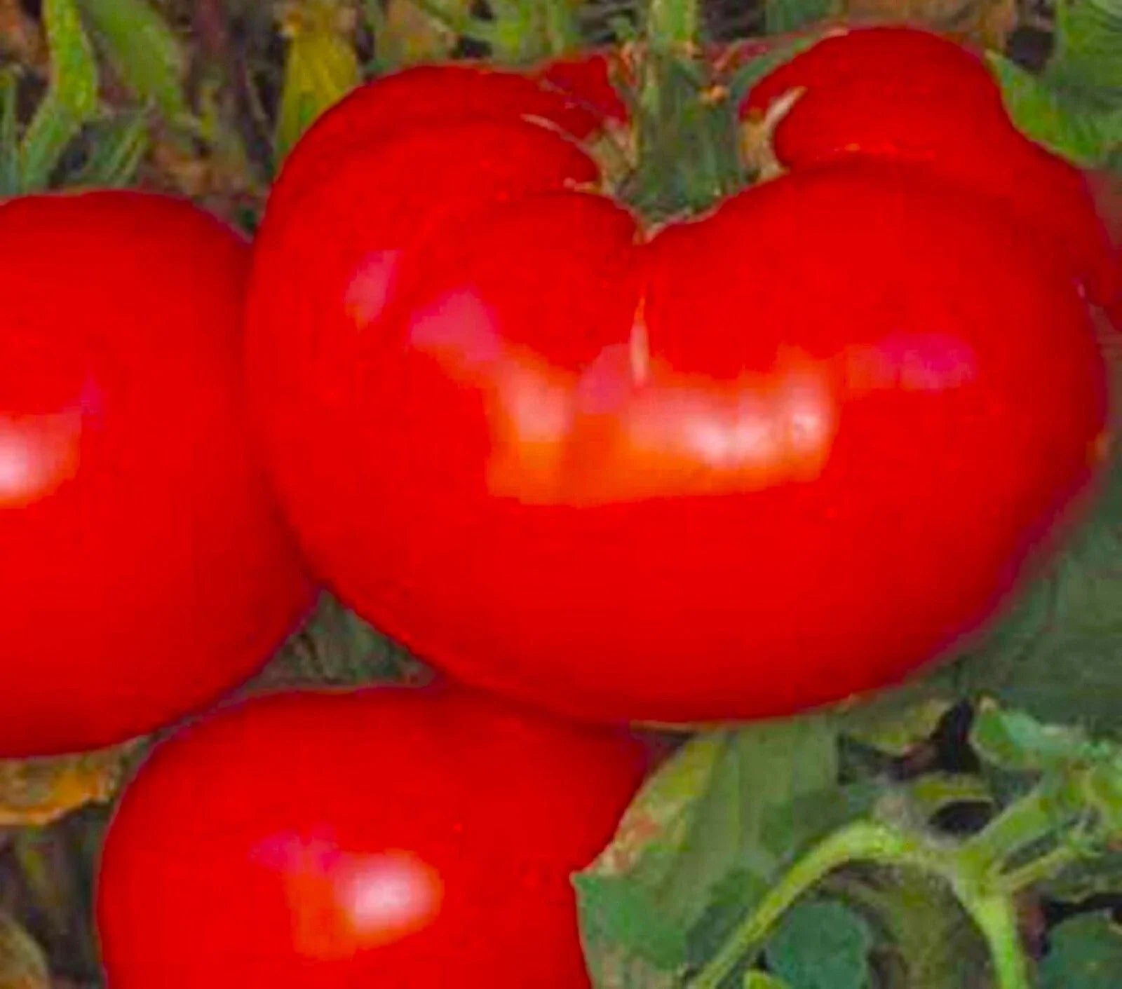 Delicious Tomato Seeds 50+ Non-GMO Seeds - Heirloom Variety - Perfect for Home Gardens - Solanum lycopersicum
