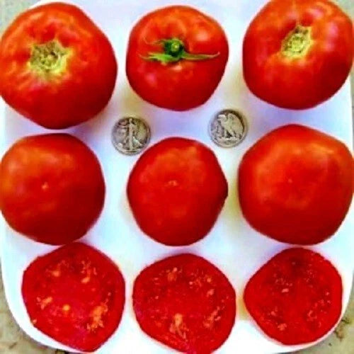 Mule Team Seeds - 25 Fresh Seeds - Heirloom Tomato Variety - Solanum lycopersicum - 2023 Crop