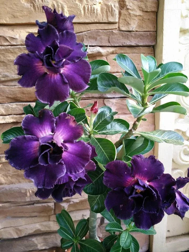 Purple Desert Rose Seeds - 4 Pack Adenium Perennial Flower Seeds - US Seller