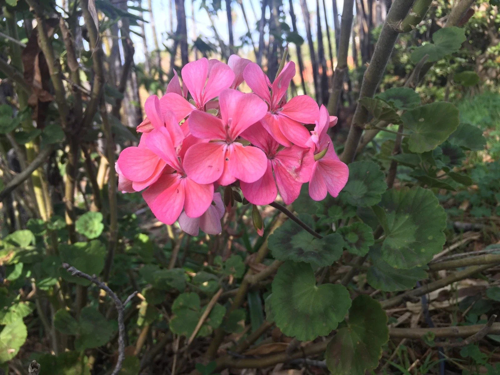 Salmon Pink Pelargonium Zonal Geranium 8" Starter Cuttings Live Plant