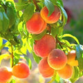 Peach Tree Seeds - 3+ Belle of Georgia Yellow Peach - Prunus persica