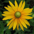 Black Eyed Susan Seeds - Green Eyes Variety - Rudbeckia with Green Center - Non-GMO, 200 Seeds