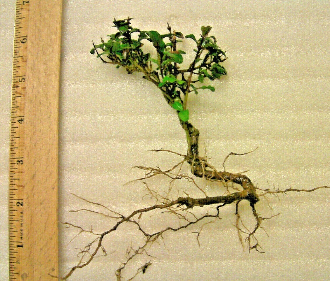 Mystery Evergreen Tree in Pot - Hardy Pre-Bonsai Plant - Unknown Variety, Ideal for Indoor/Outdoor Gardening