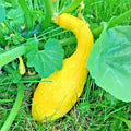 Organic Crookneck Squash Seeds - Heirloom Variety for Vegetable Garden - Easy Container Planting (Cucurbita pepo)
