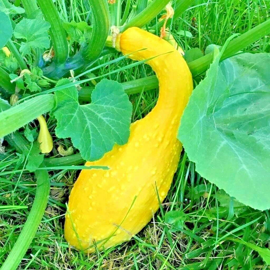 Organic Crookneck Squash Seeds - Heirloom Variety for Vegetable Garden - Easy Container Planting (Cucurbita pepo)
