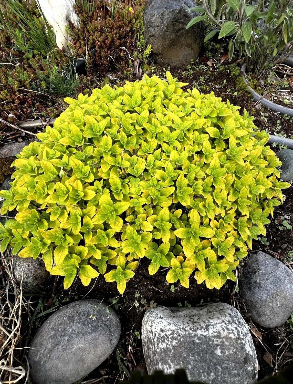 Organic Golden Oregano Plant – Bare Root Perennial Herb, Hardy & Fragrant, Edible (Origanum vulgare)
